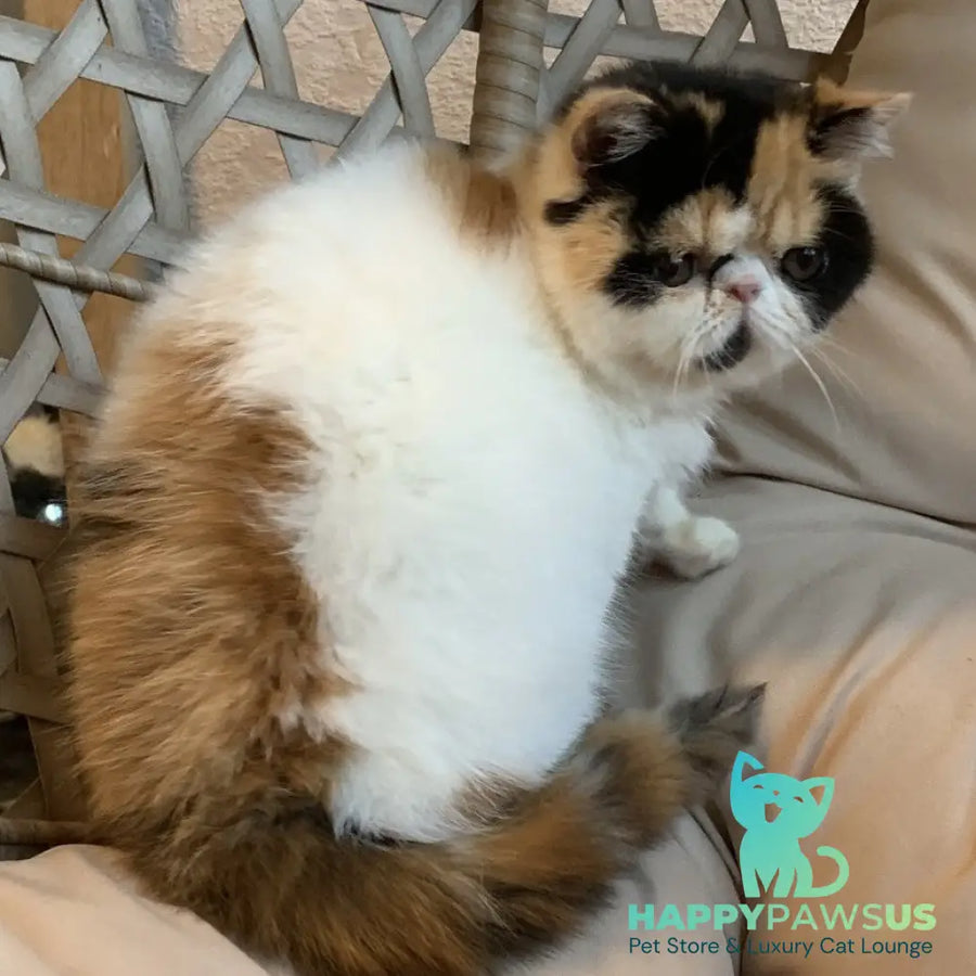 Zarina Exotic female black tortie harlequin - live animals