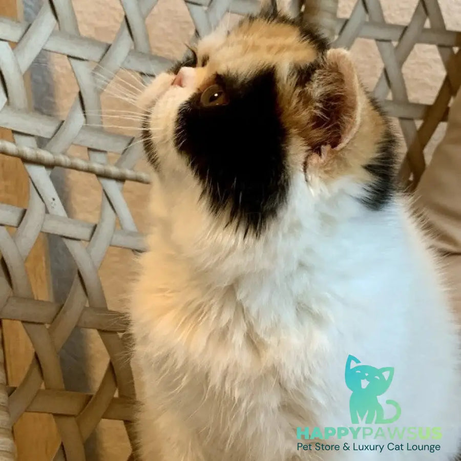 Zarina Exotic female black tortie harlequin - live animals