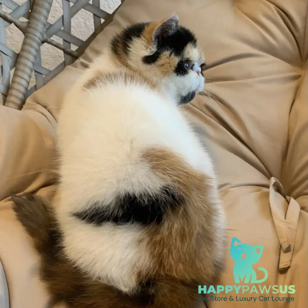 Zarina Exotic female black tortie harlequin - live animals