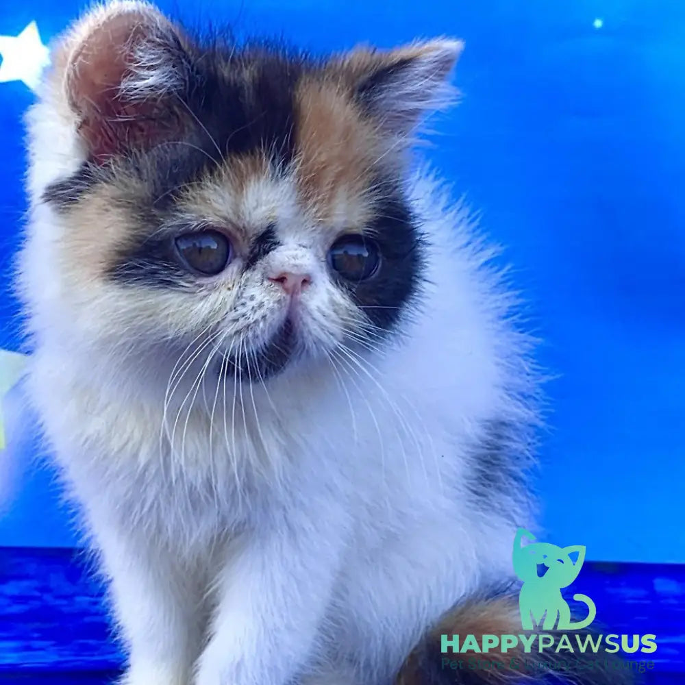 Zarina Exotic female black tortie harlequin - live animals