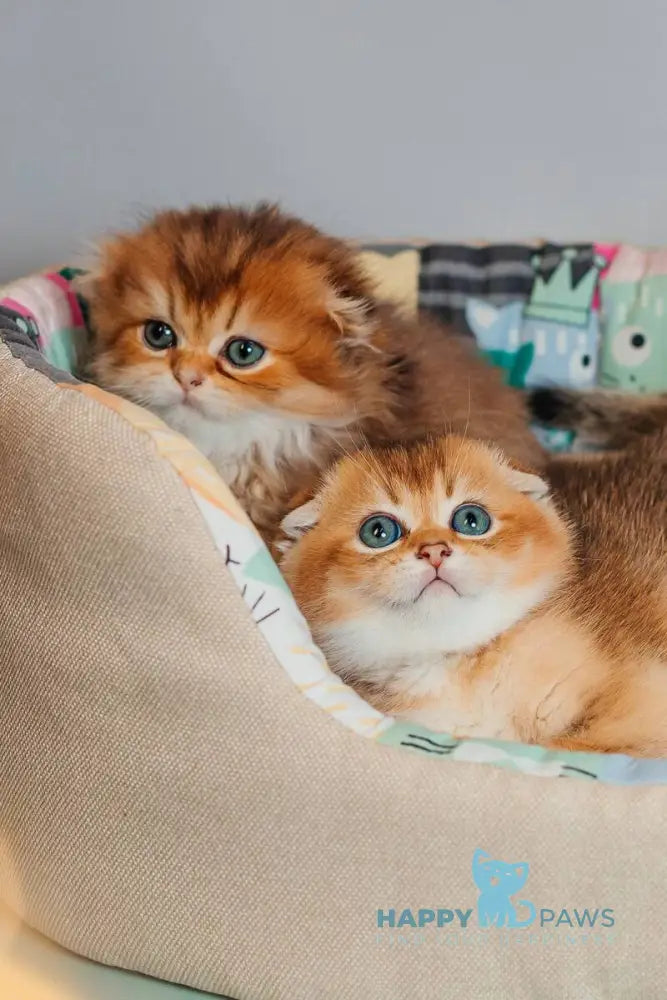 Zarina Scottish Fold female black golden ticked tabby live animals