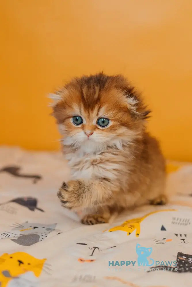 Zarina Scottish Fold female black golden ticked tabby live animals