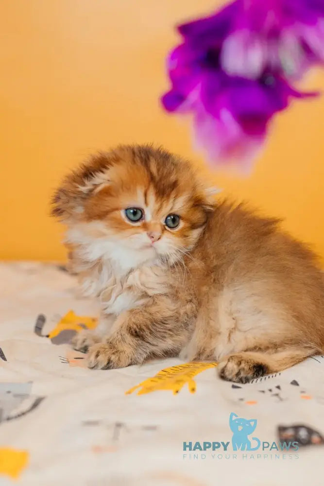 Zarina Scottish Fold female black golden ticked tabby live animals