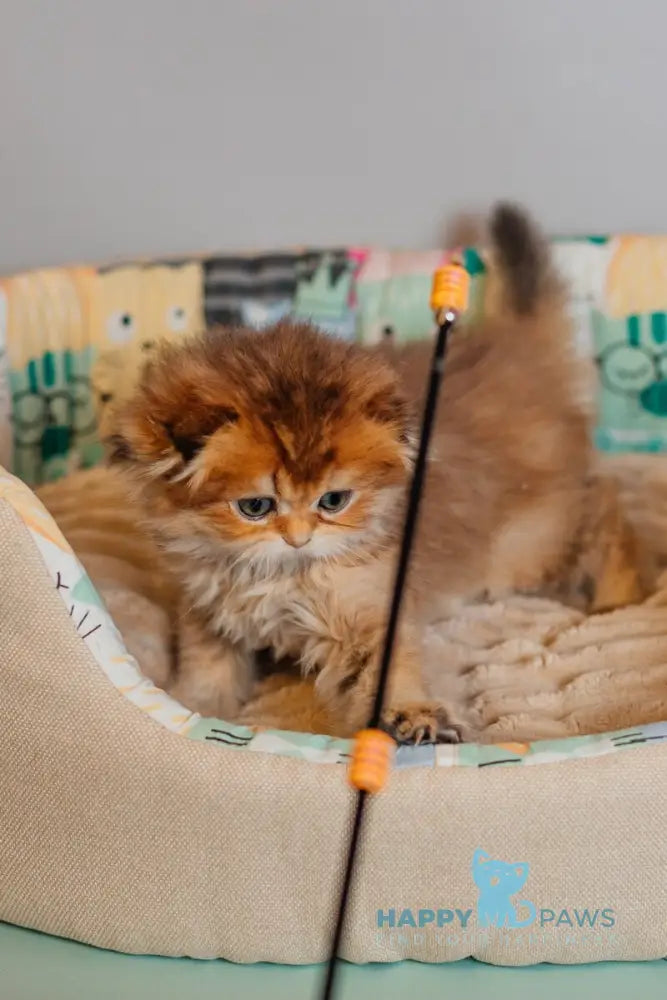 Zarina Scottish Fold female black golden ticked tabby live animals