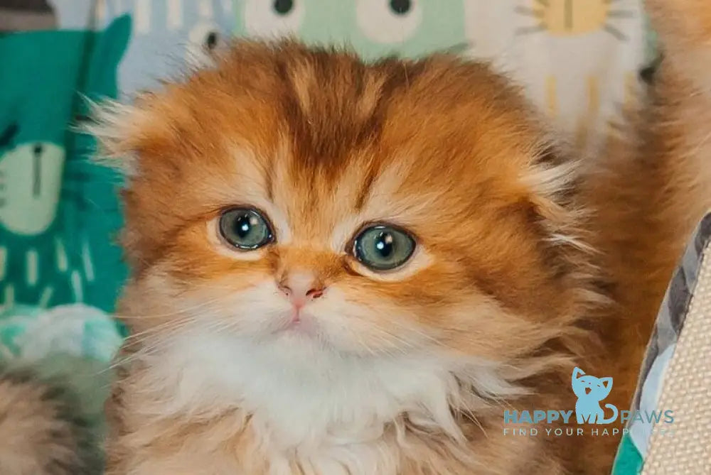 Zarina Scottish Fold female black golden ticked tabby live animals