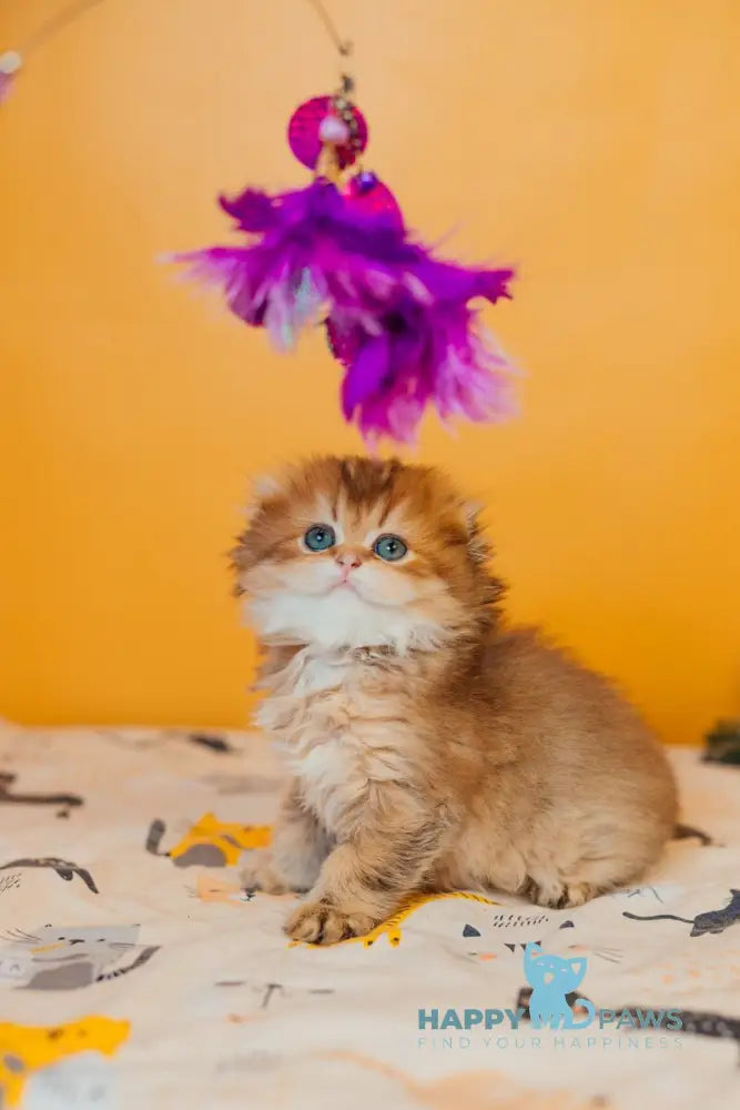 Zarina Scottish Fold female black golden ticked tabby live animals