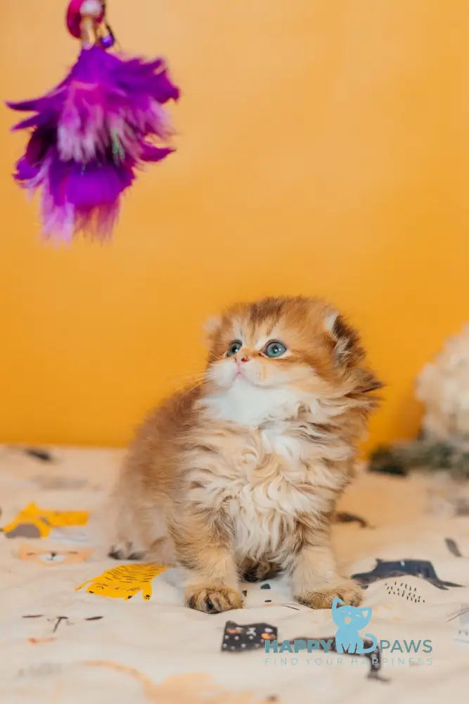 Zarina Scottish Fold female black golden ticked tabby live animals