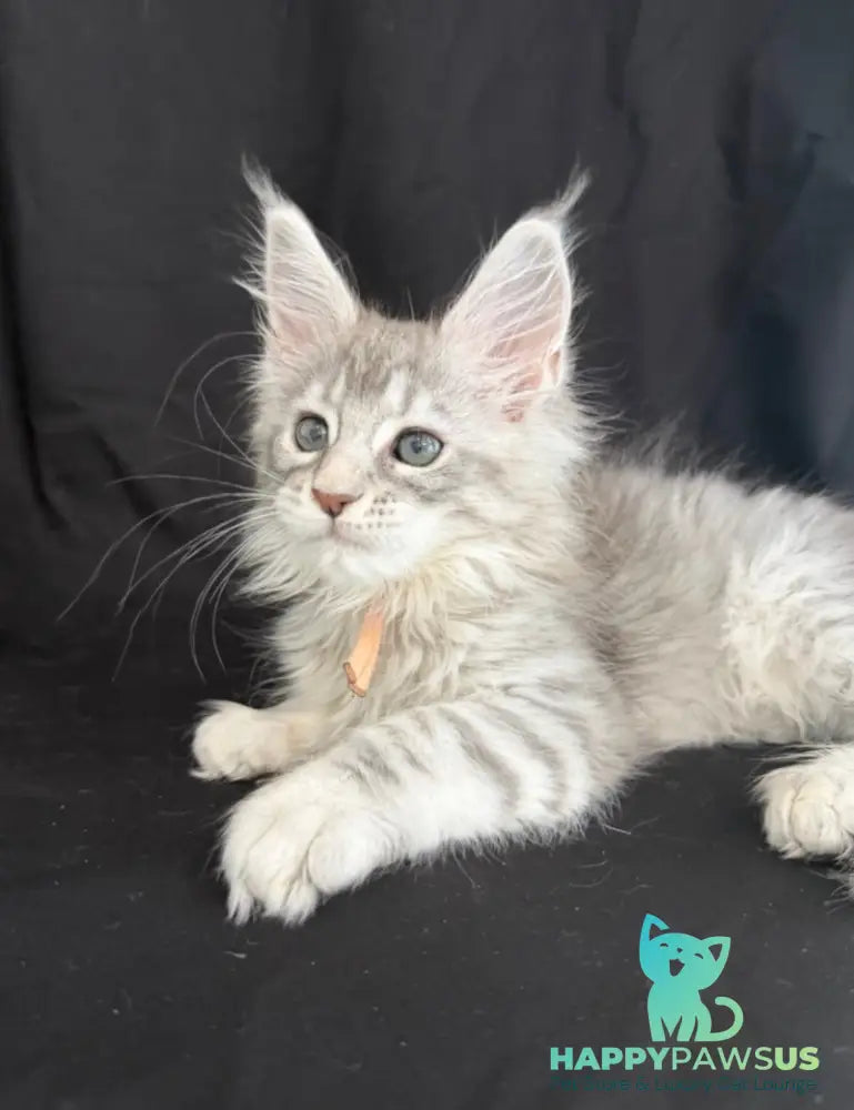 Zarqa Maine Coon female blue silver tabby - live animals