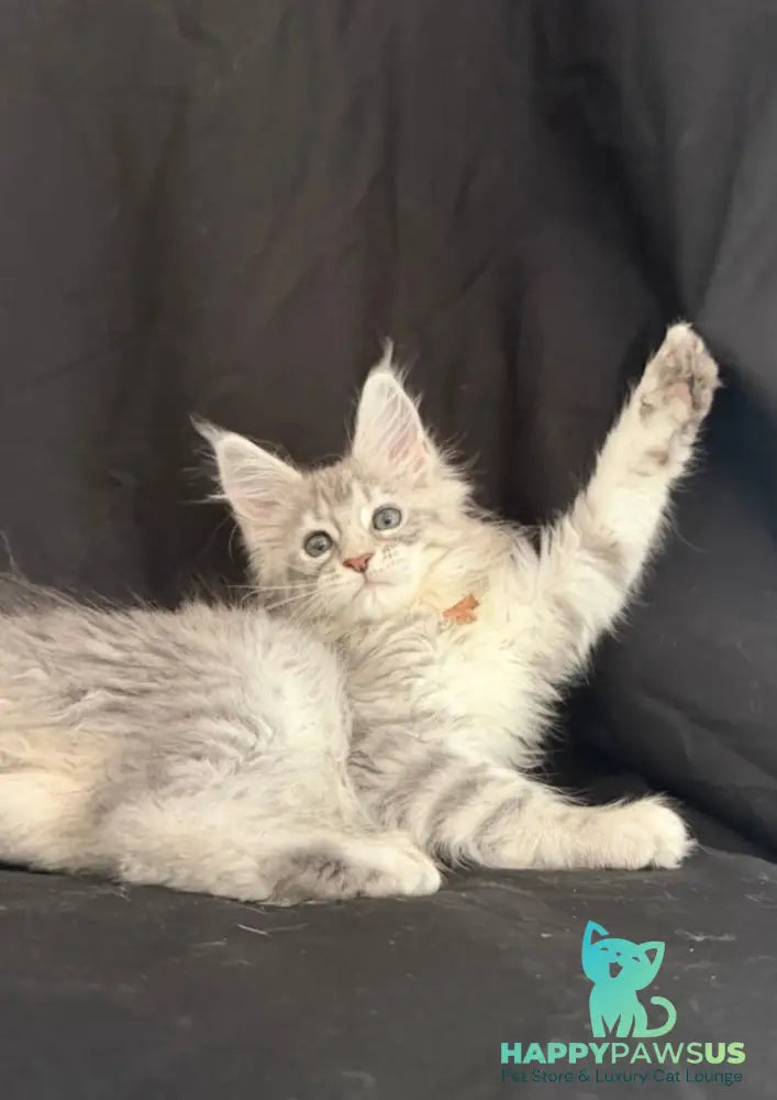 Zarqa Maine Coon female blue silver tabby - live animals