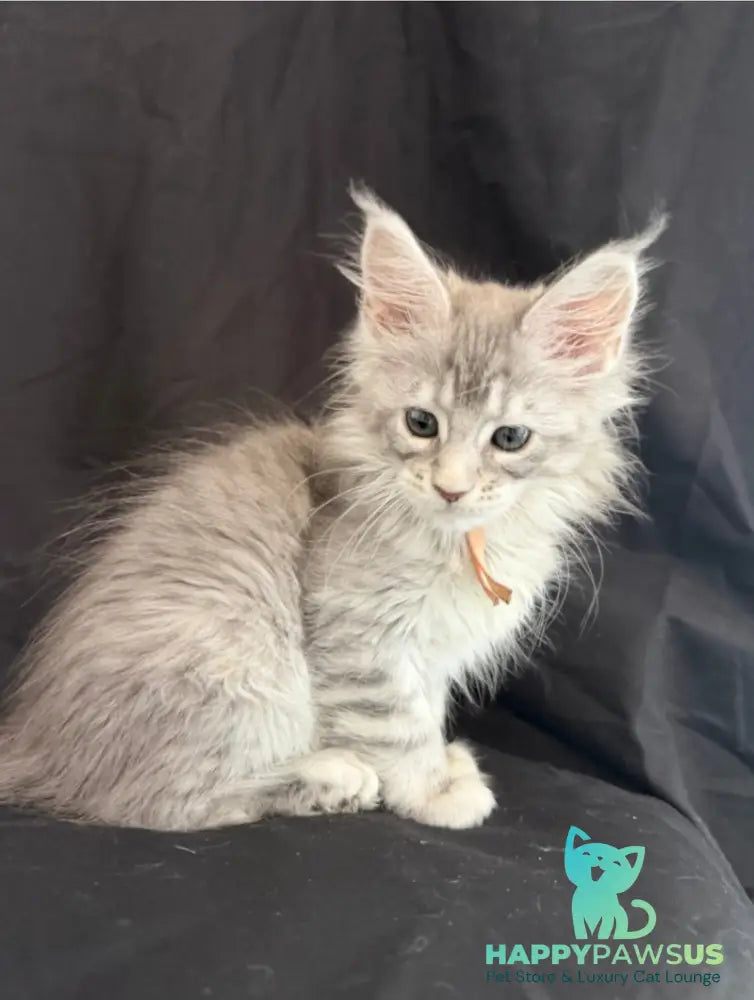 Zarqa Maine Coon female blue silver tabby - live animals