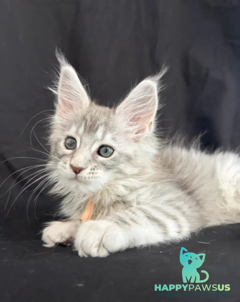 Zarqa Maine Coon female blue silver tabby - live animals