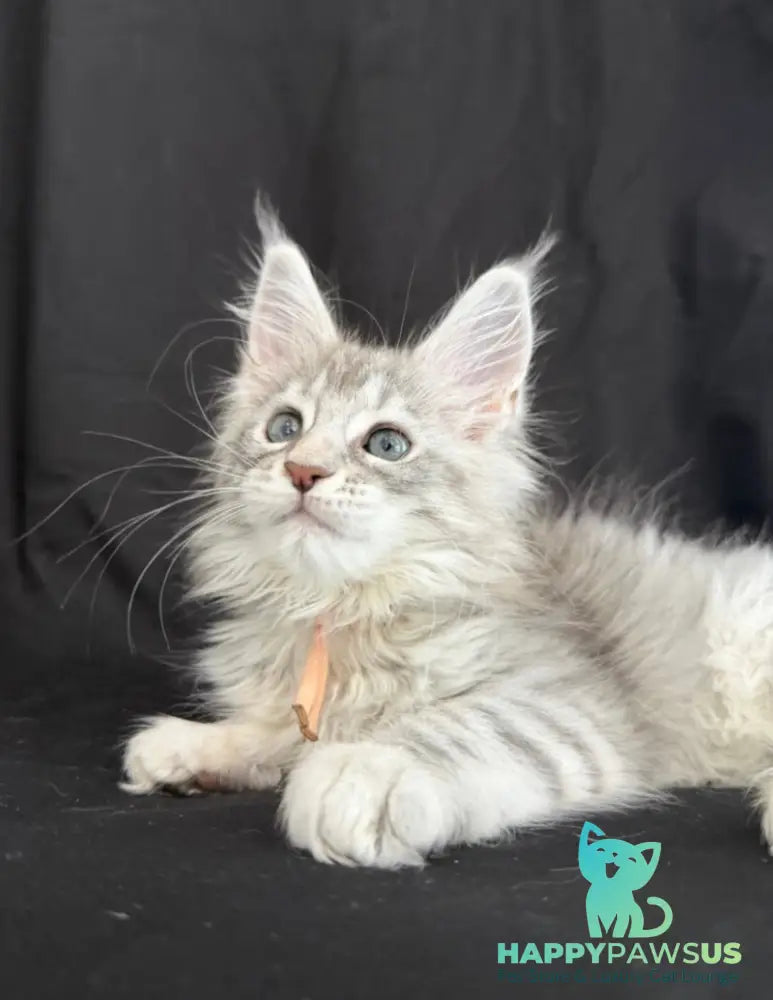 Zarqa Maine Coon female blue silver tabby - live animals