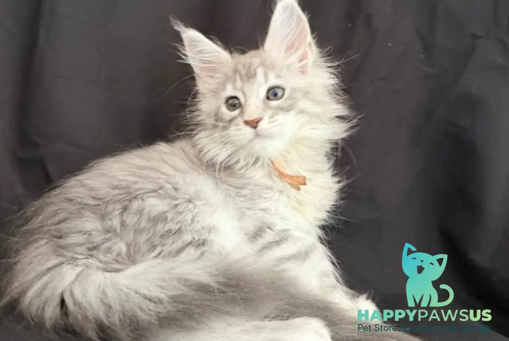 Zarqa Maine Coon female blue silver tabby - live animals