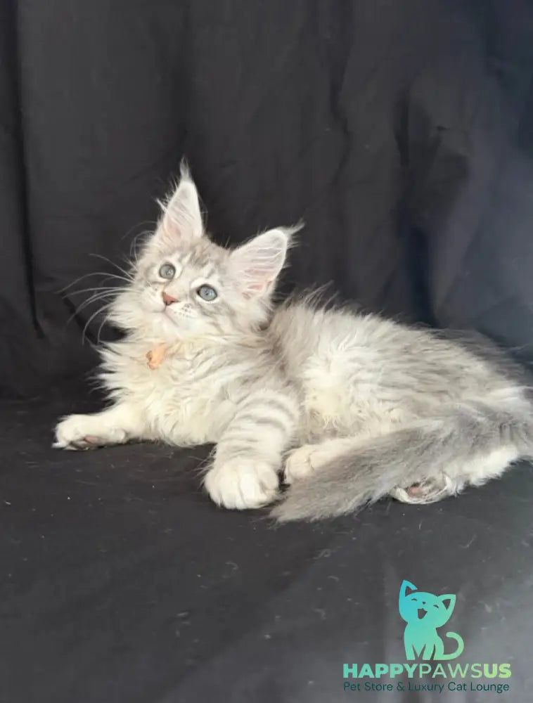 Zarqa Maine Coon female blue silver tabby - live animals