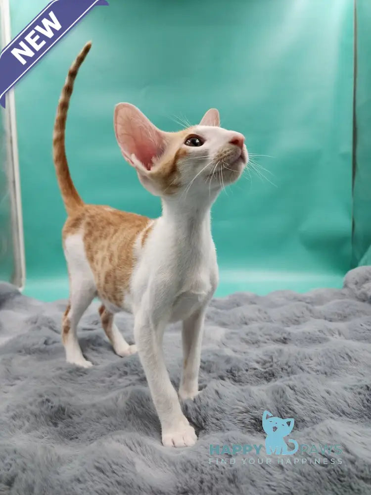 Zaur Oriental Shorthair male red tabby with white live animals
