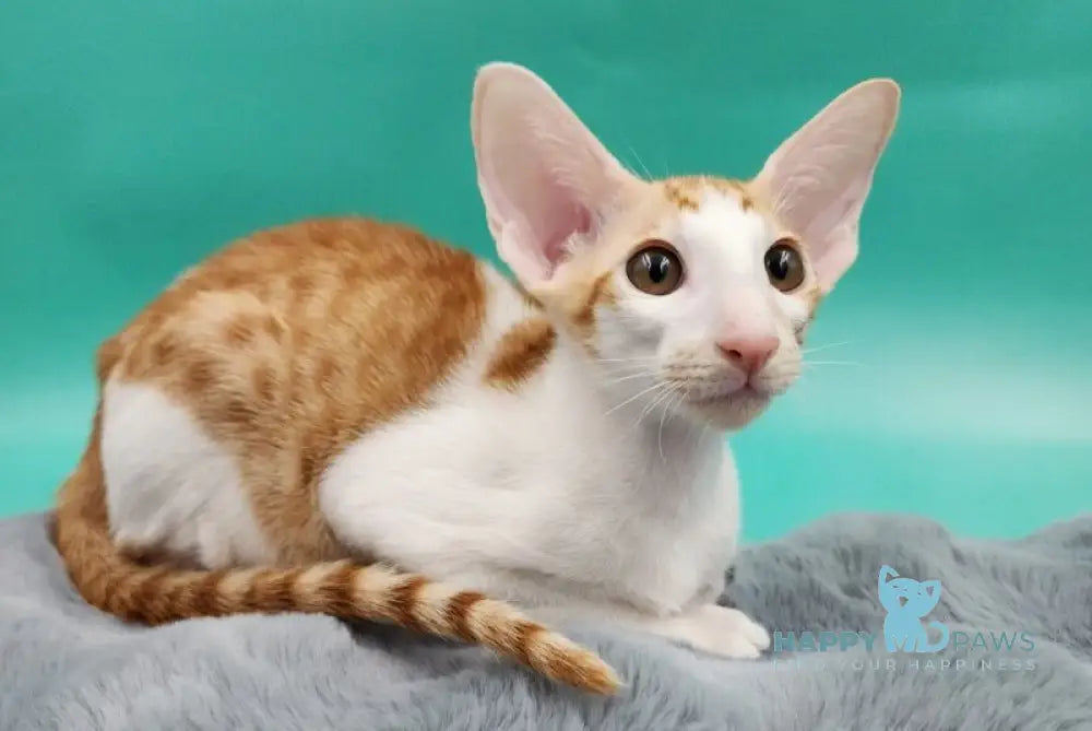 Zaur Oriental Shorthair male red tabby with white live animals