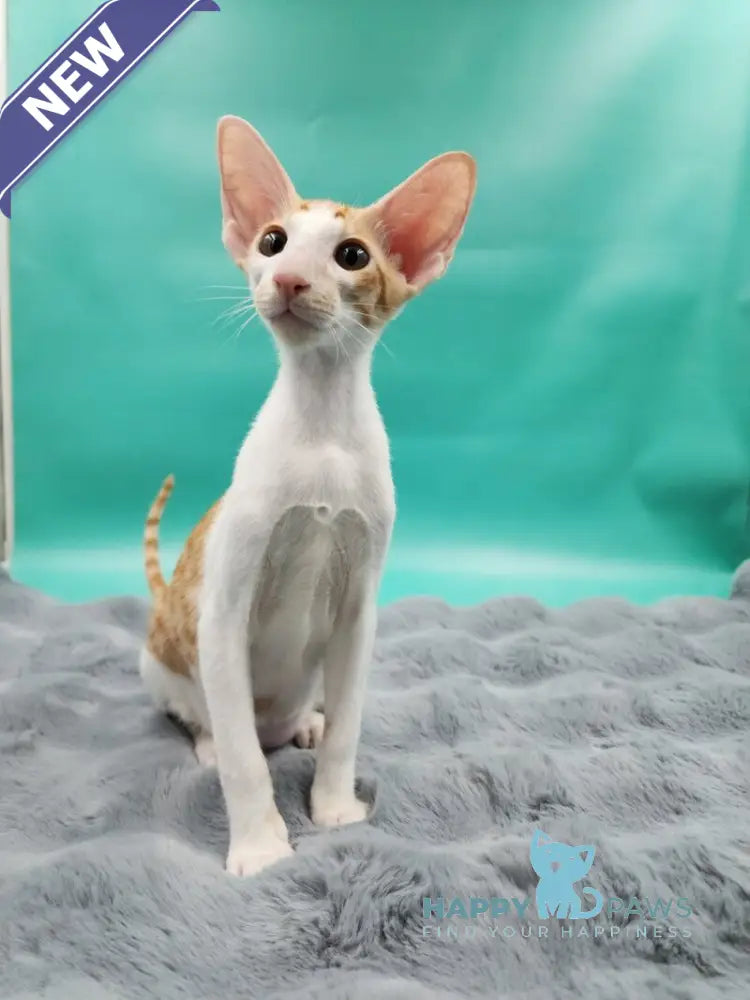Zaur Oriental Shorthair male red tabby with white live animals