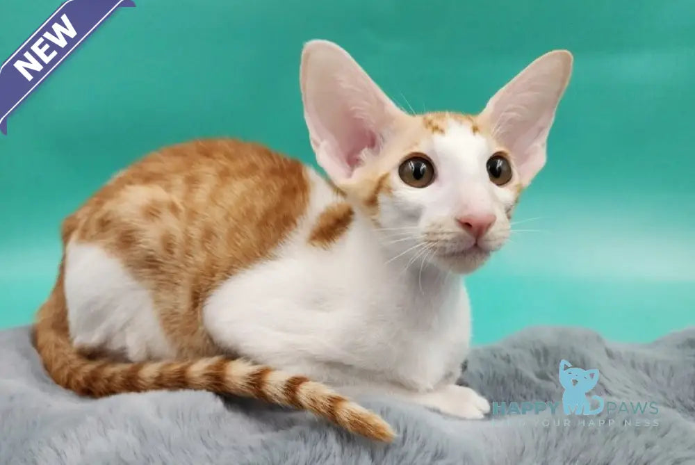 Zaur Oriental Shorthair male red tabby with white live animals