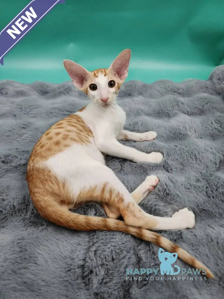 Zaur Oriental Shorthair male red tabby with white live animals