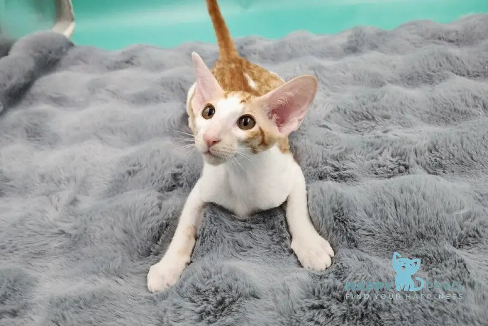 Zaur Oriental Shorthair male red tabby with white live animals