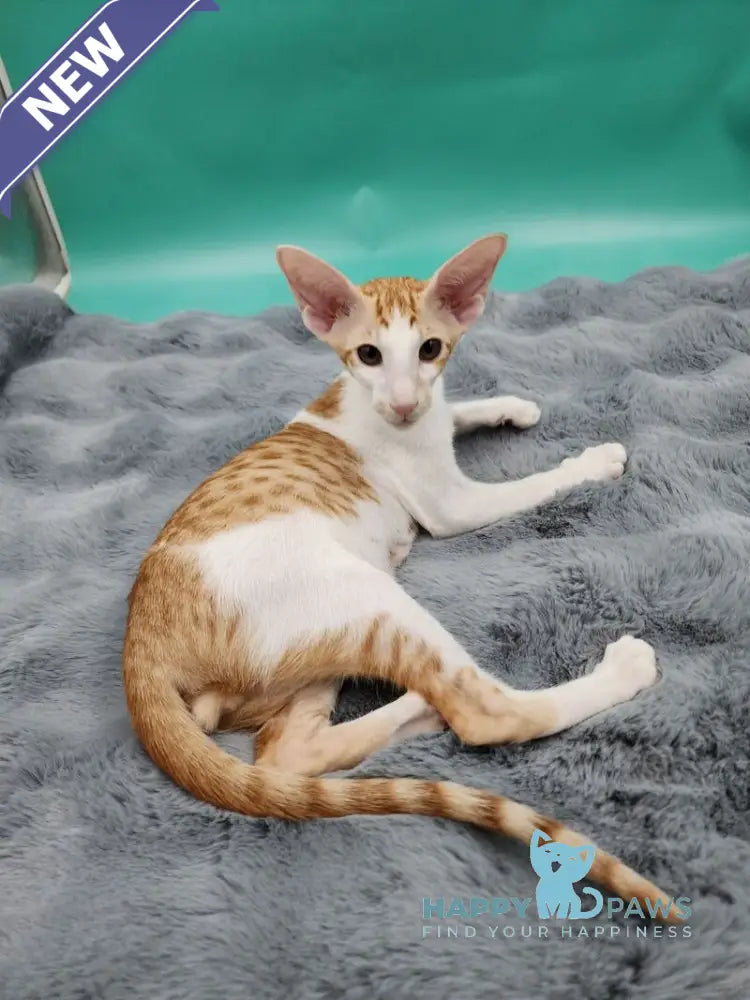 Zaur Oriental Shorthair male red tabby with white live animals