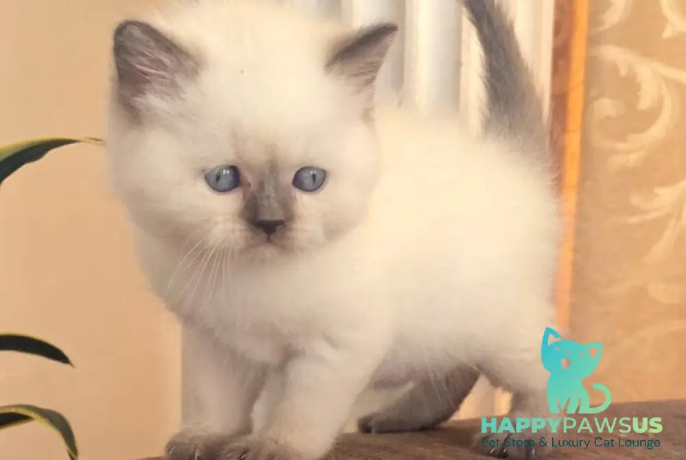 Zaya British Shorthair female chocolate pointed - live animals