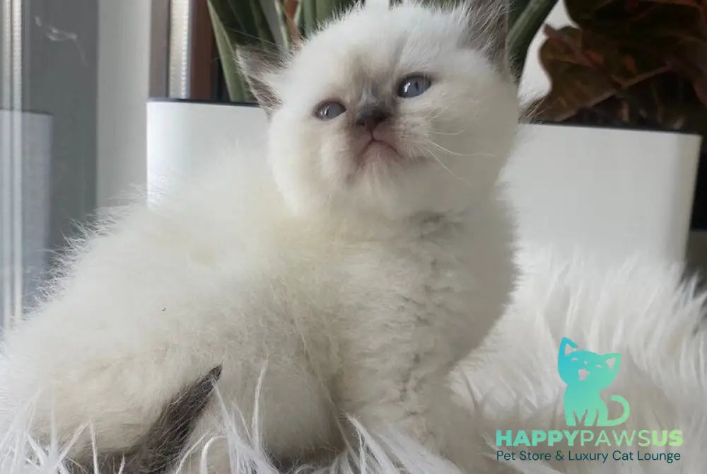 Zaya British Shorthair female chocolate pointed - live animals