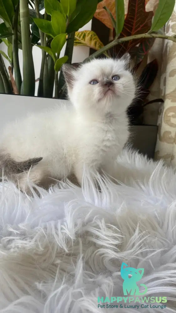 Zaya British Shorthair female chocolate pointed - live animals