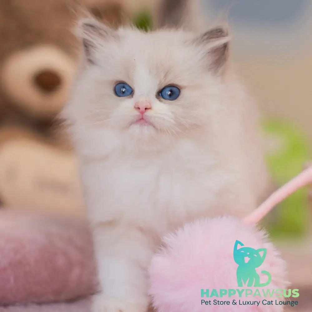 Zaya Ragdoll female blue bicolour - live animals