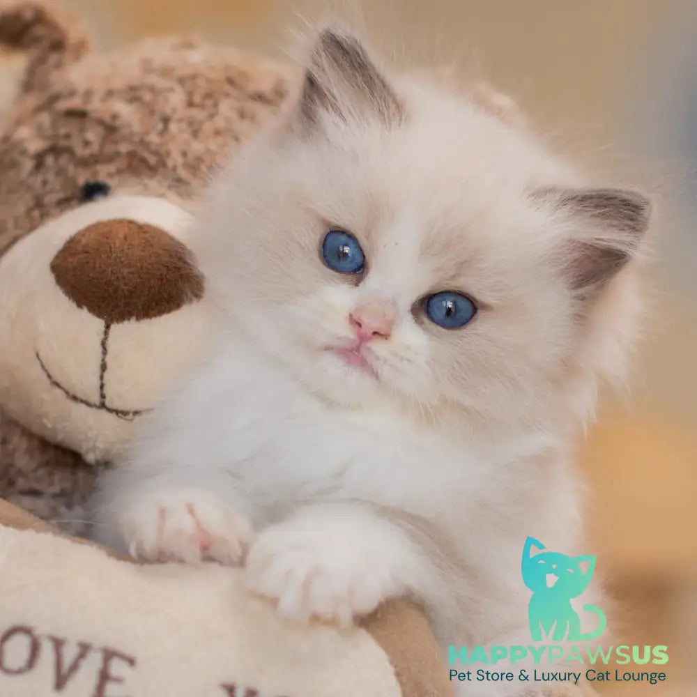 Zaya Ragdoll female blue bicolour - live animals