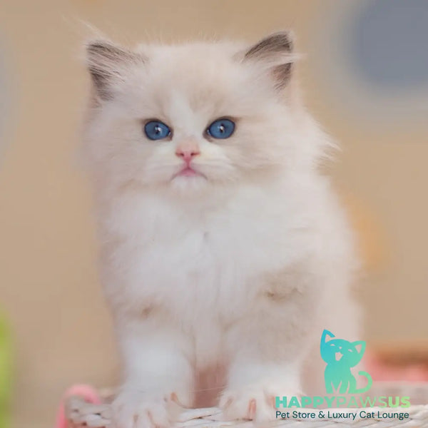 Zaya Ragdoll female blue bicolour - live animals