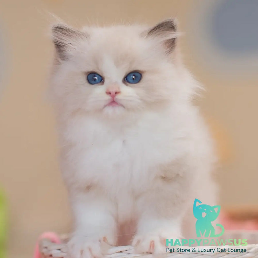 Zaya Ragdoll female blue bicolour - live animals