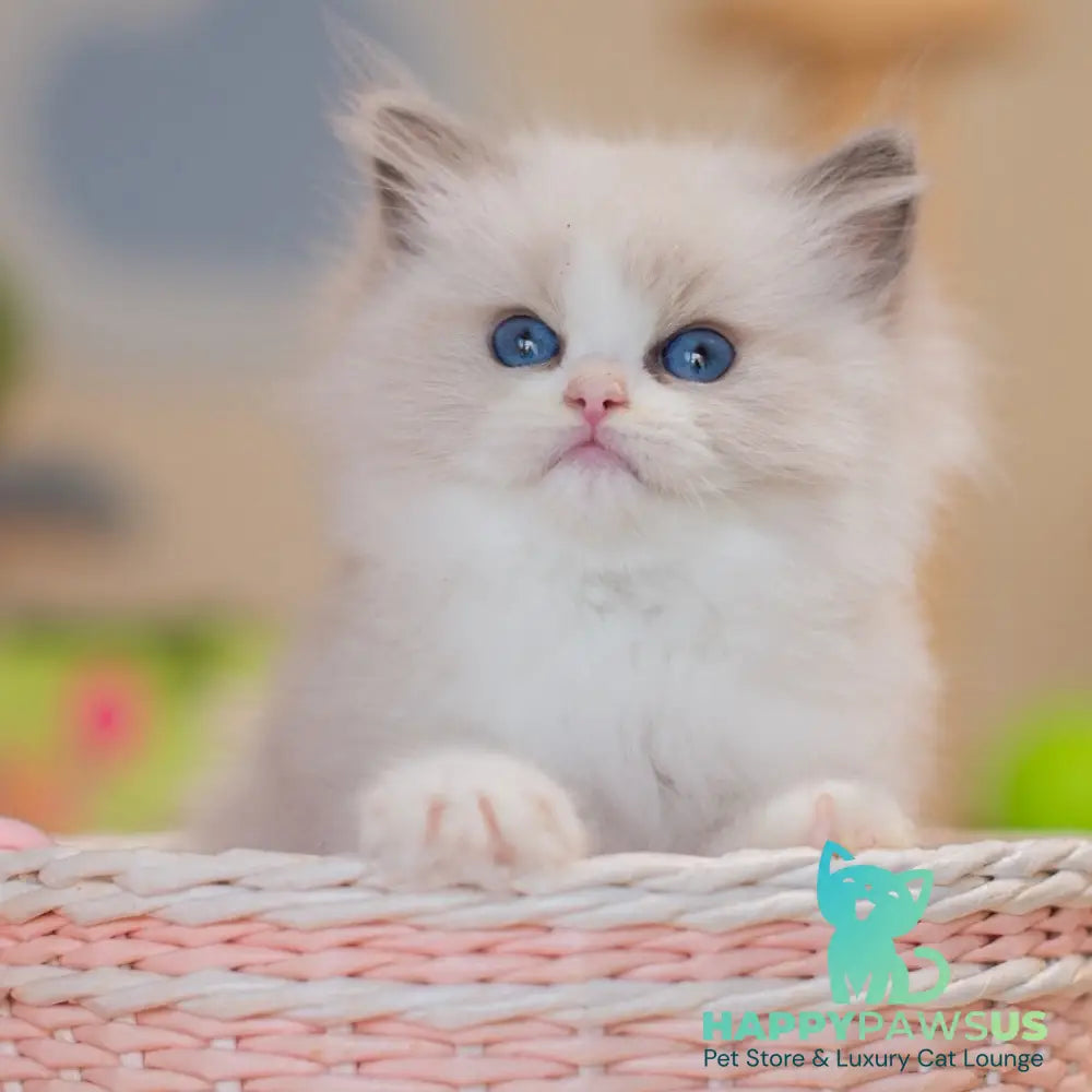 Zaya Ragdoll female blue bicolour - live animals