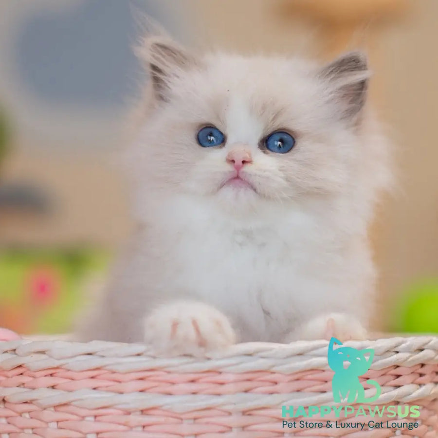 Zaya Ragdoll female blue bicolour - live animals