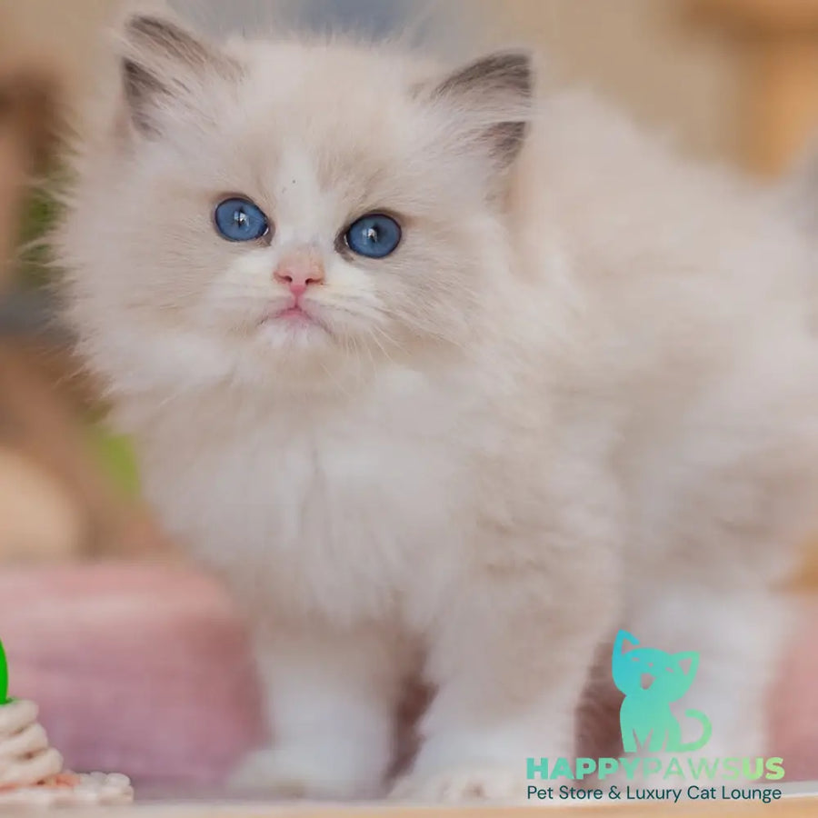 Zaya Ragdoll female blue bicolour - live animals