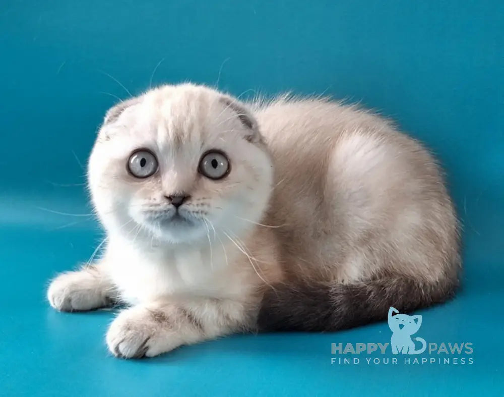 Zayden Scottish Fold male chocolate silver tabby pointed live animals