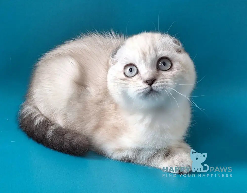 Zayden Scottish Fold male chocolate silver tabby pointed live animals
