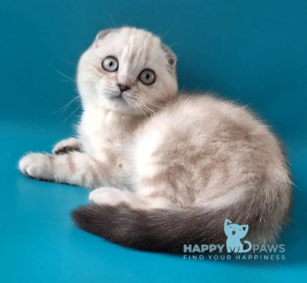 Zayden Scottish Fold male chocolate silver tabby pointed live animals