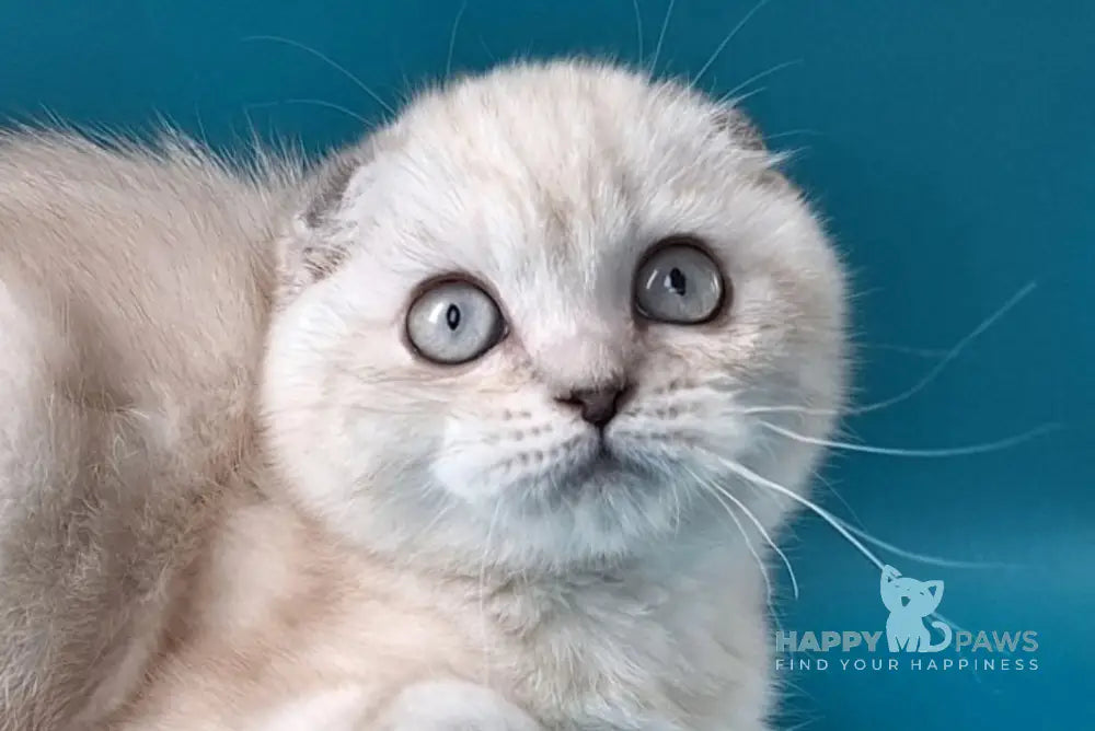 Zayden Scottish Fold male chocolate silver tabby pointed live animals