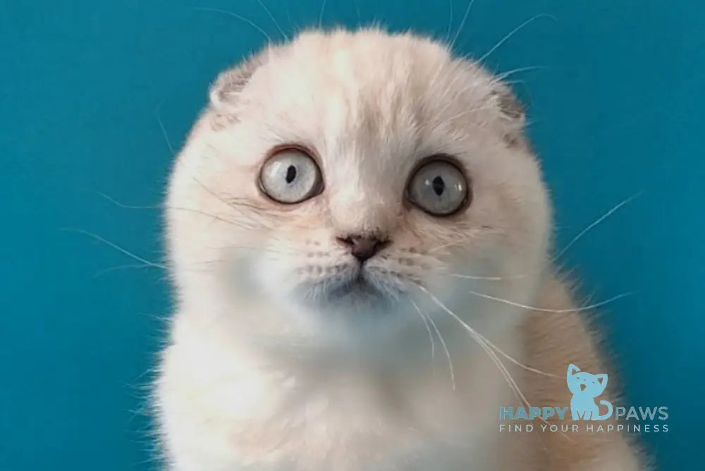 Zayden Scottish Fold male chocolate silver tabby pointed live animals