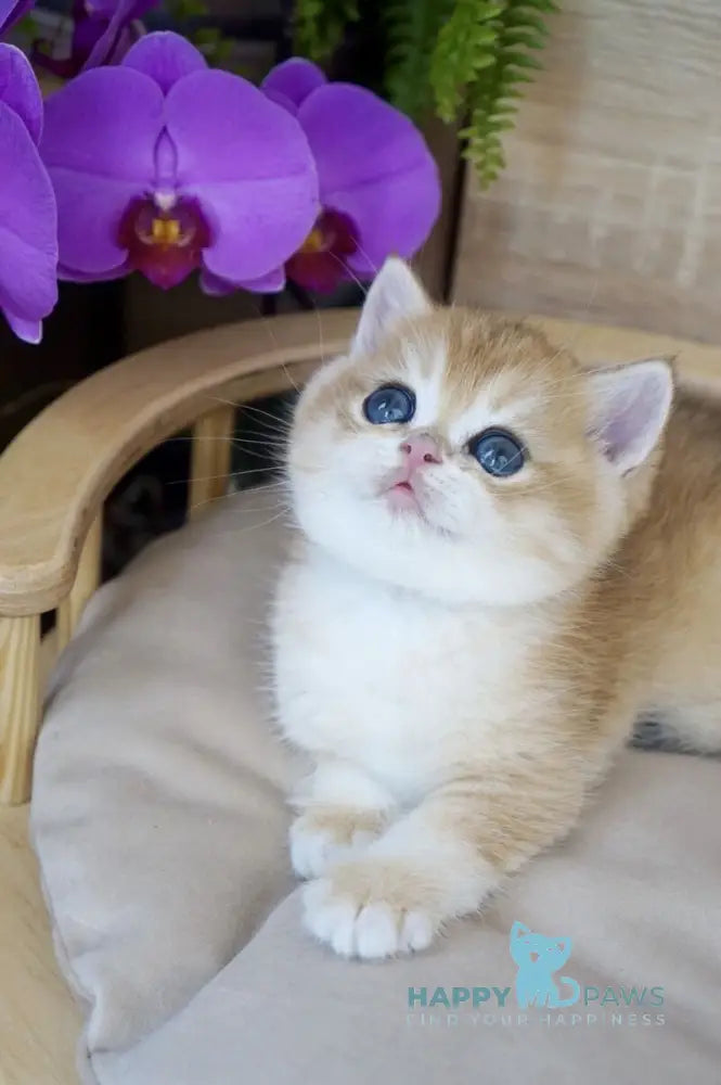 Zayn British Shorthair male black golden chinchilla live animals