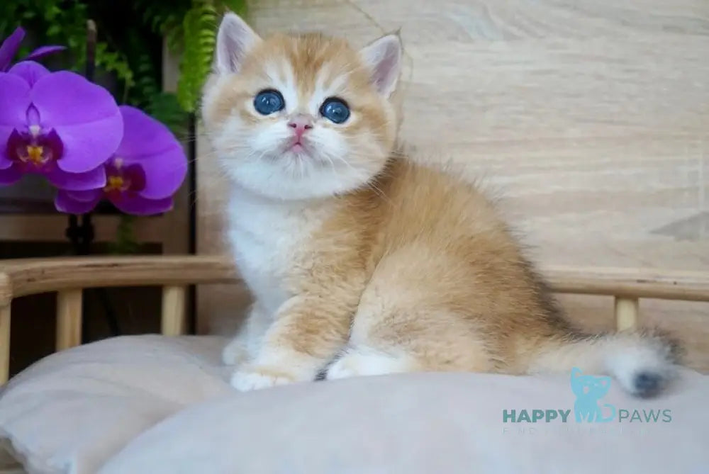 Zayn British Shorthair male black golden chinchilla live animals