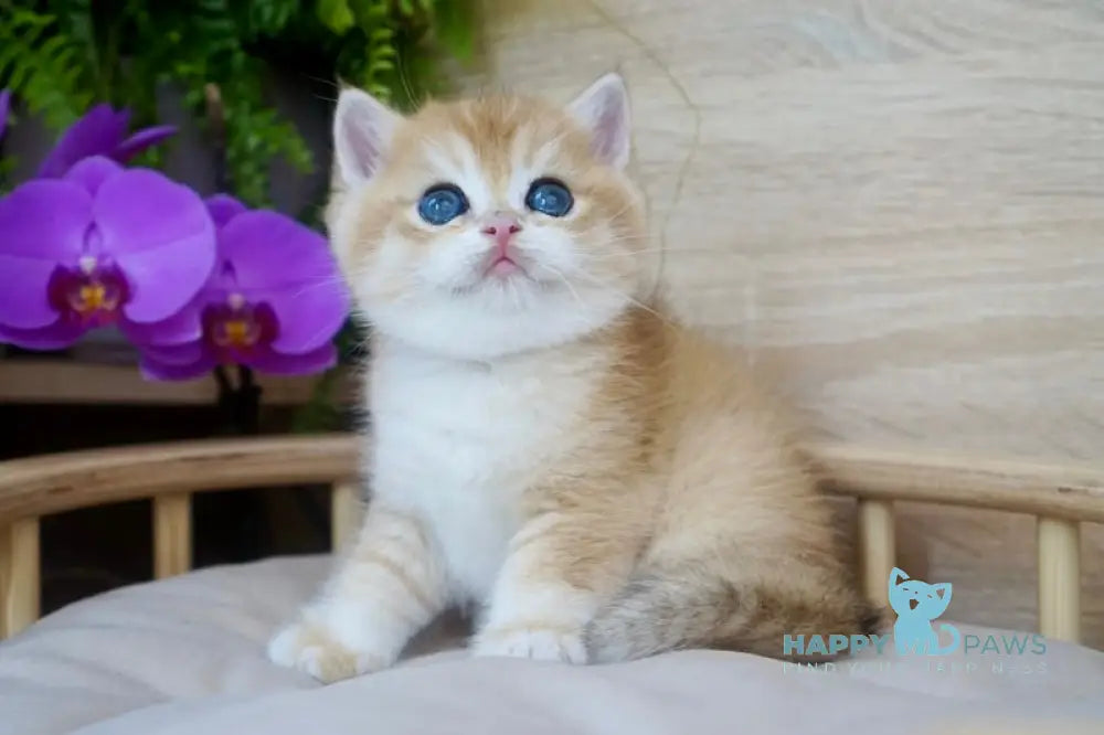 Zayn British Shorthair male black golden chinchilla live animals