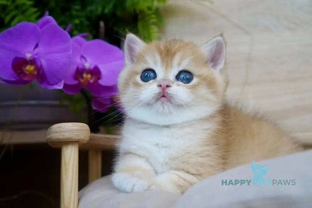 Zayn British Shorthair male black golden chinchilla live animals
