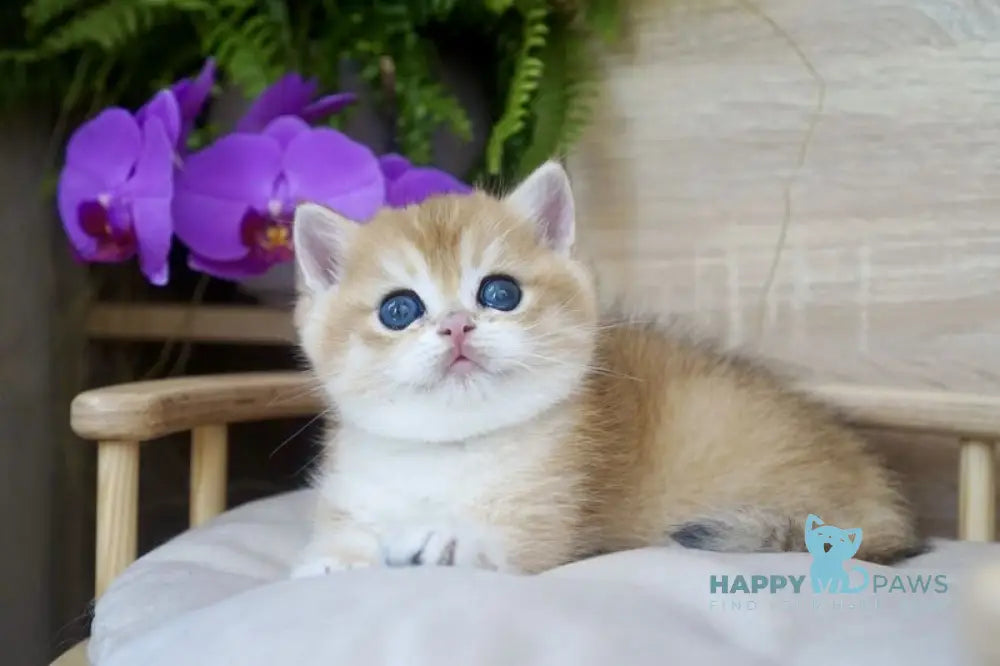 Zayn British Shorthair male black golden chinchilla live animals