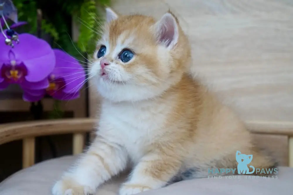 Zayn British Shorthair male black golden chinchilla live animals