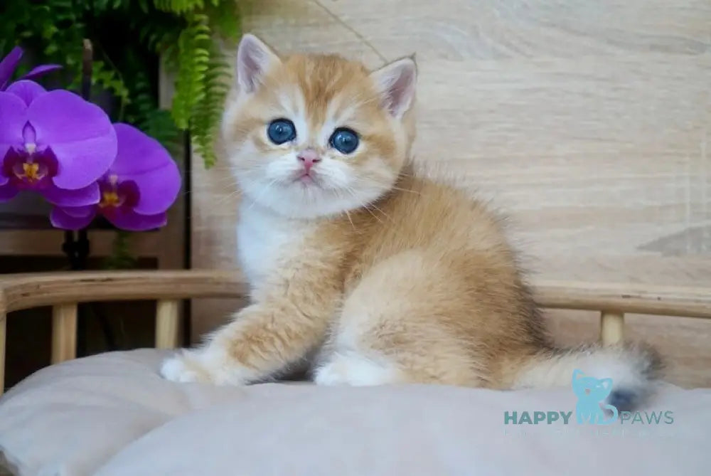 Zayn British Shorthair male black golden chinchilla live animals