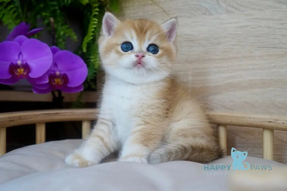 Zayn British Shorthair male black golden chinchilla live animals