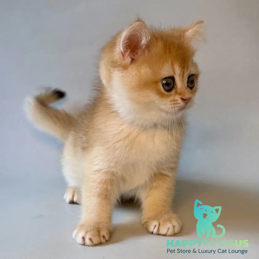 Zazu British Shorthair male black golden chinchilla - live animals