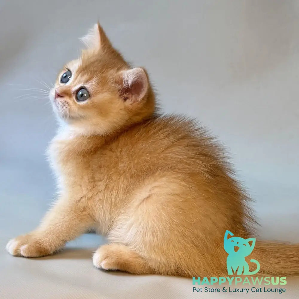 Zazu British Shorthair male black golden chinchilla - live animals